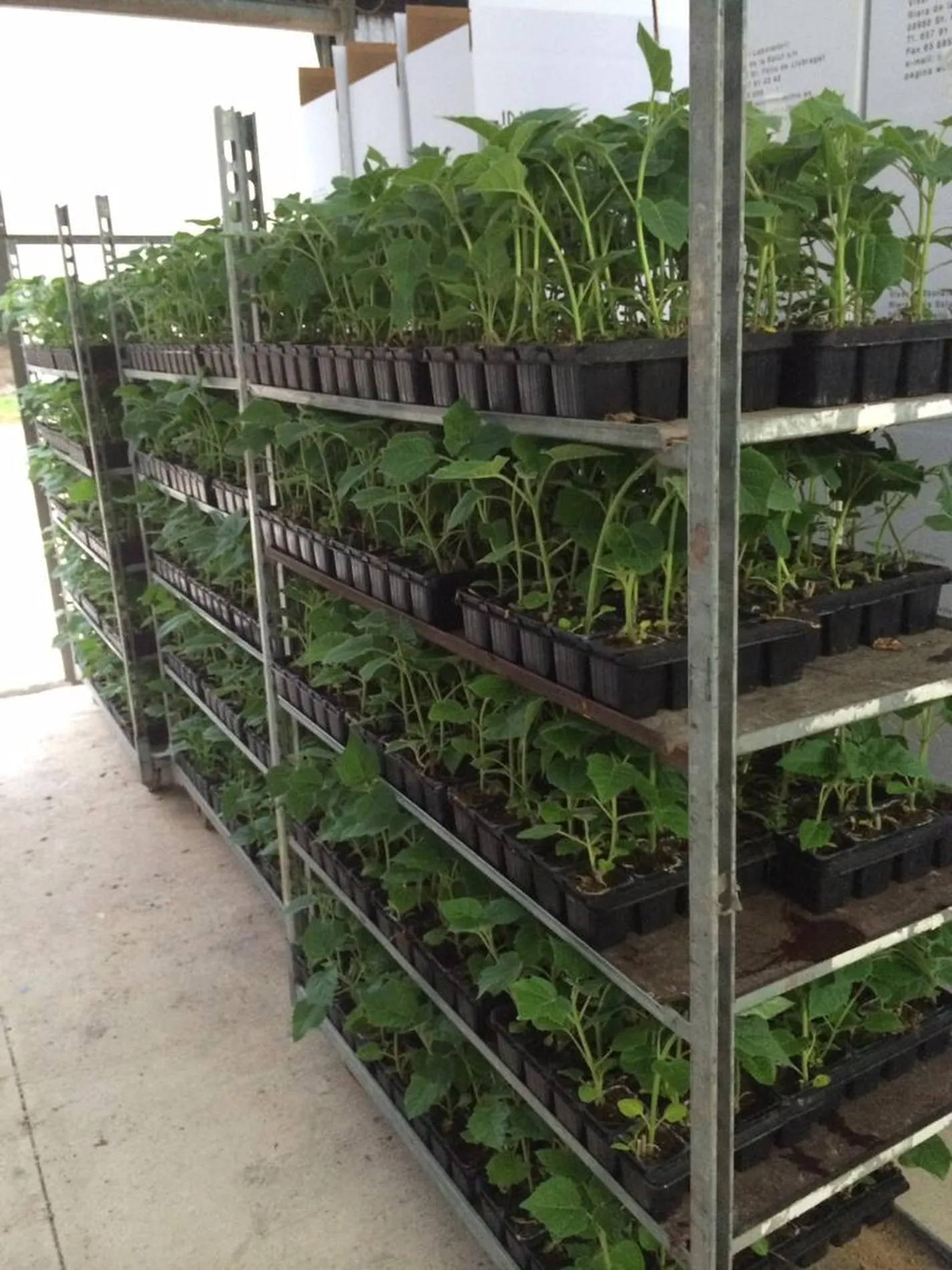 Estante com bandejas de mudas para envio