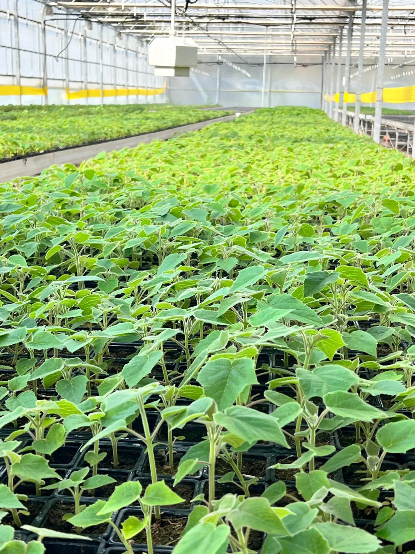 Close-up de mudas na estufa