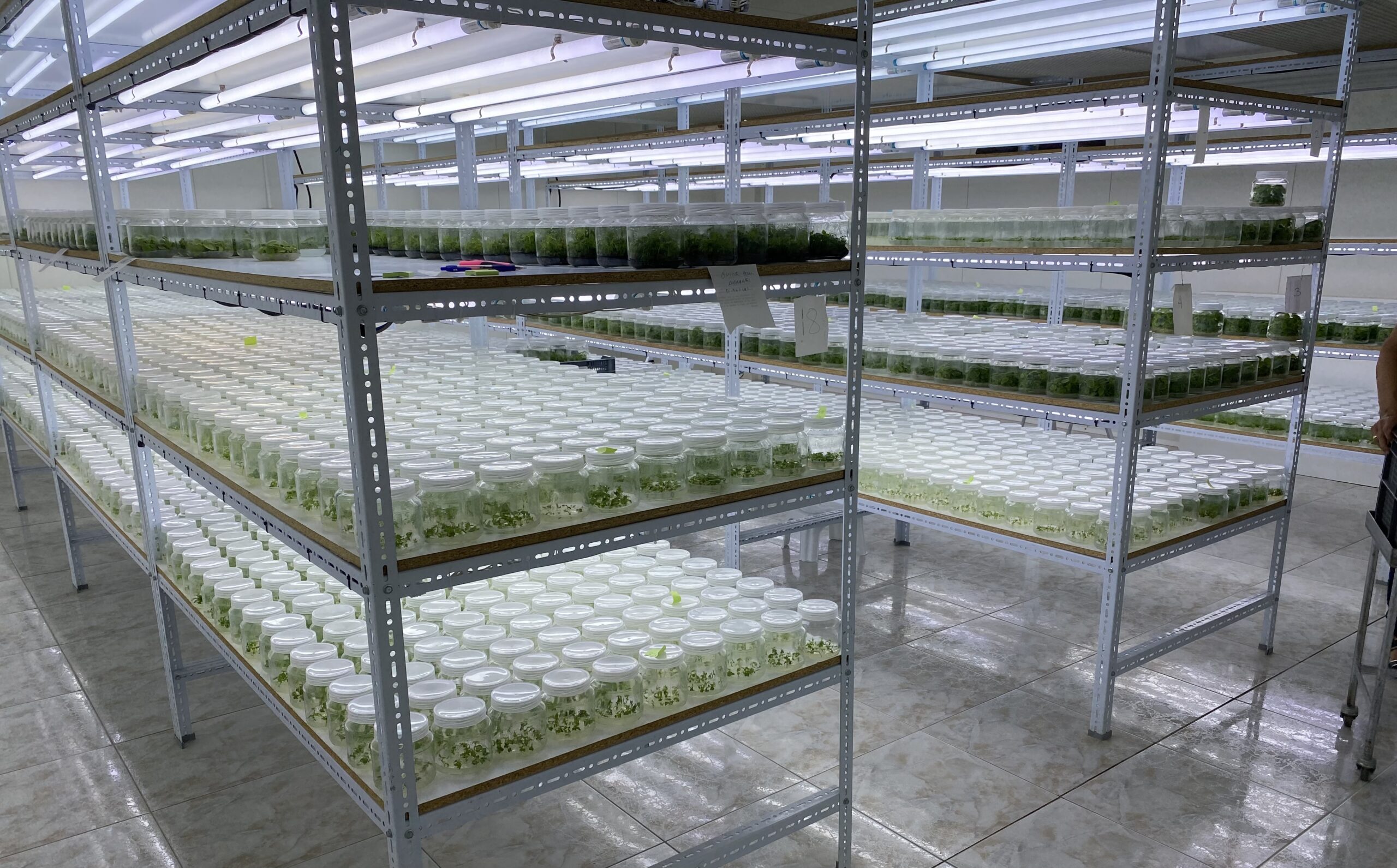 Laboratorio In Vitro de micropropagacao