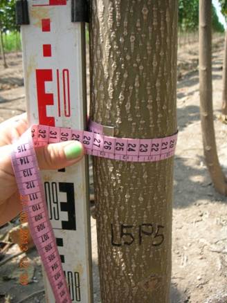 Medicao de diametro do tronco de Paulownia
