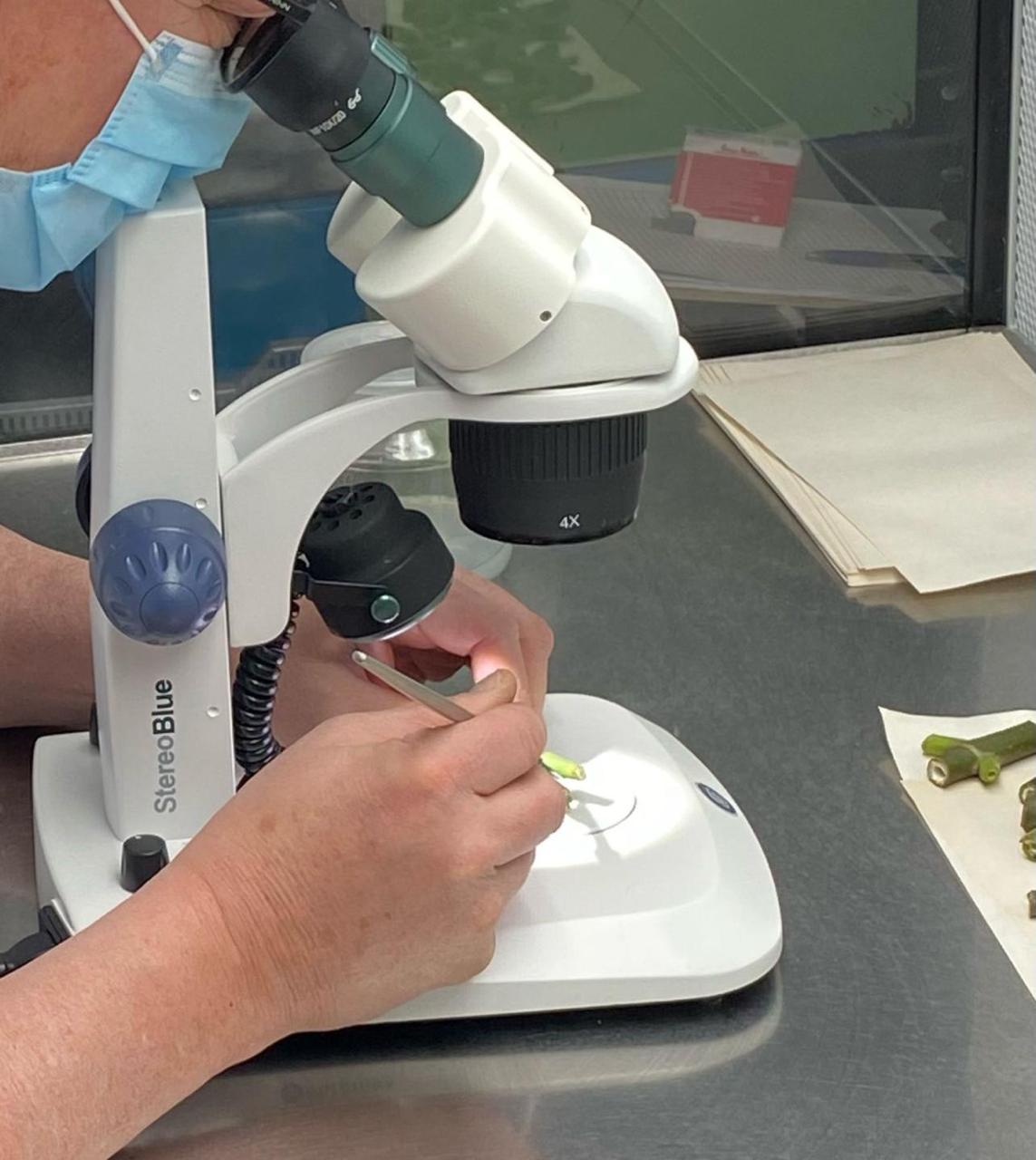 Tecnico analisando amostra no microscopio