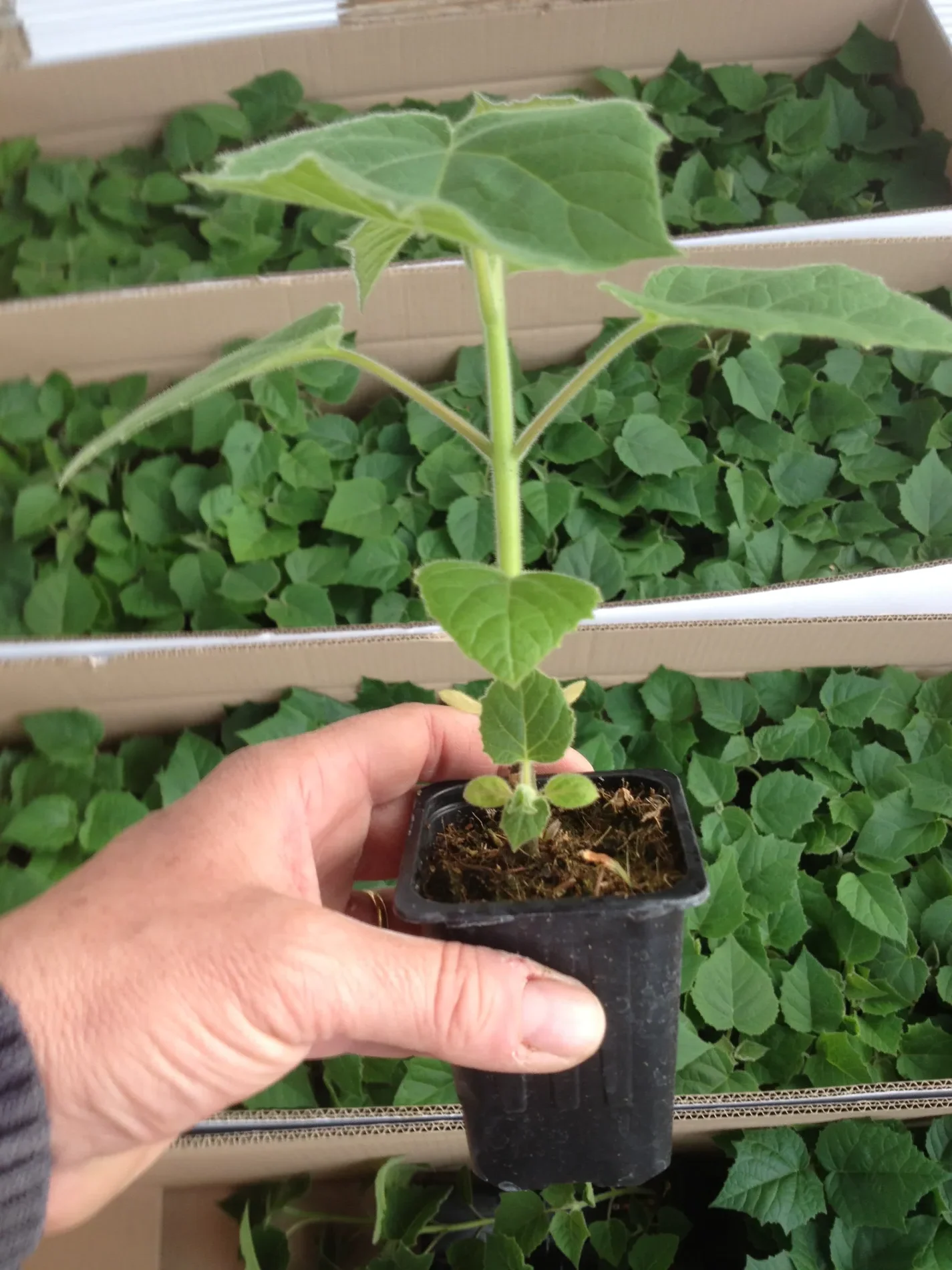 Muda em embalagem para transporte