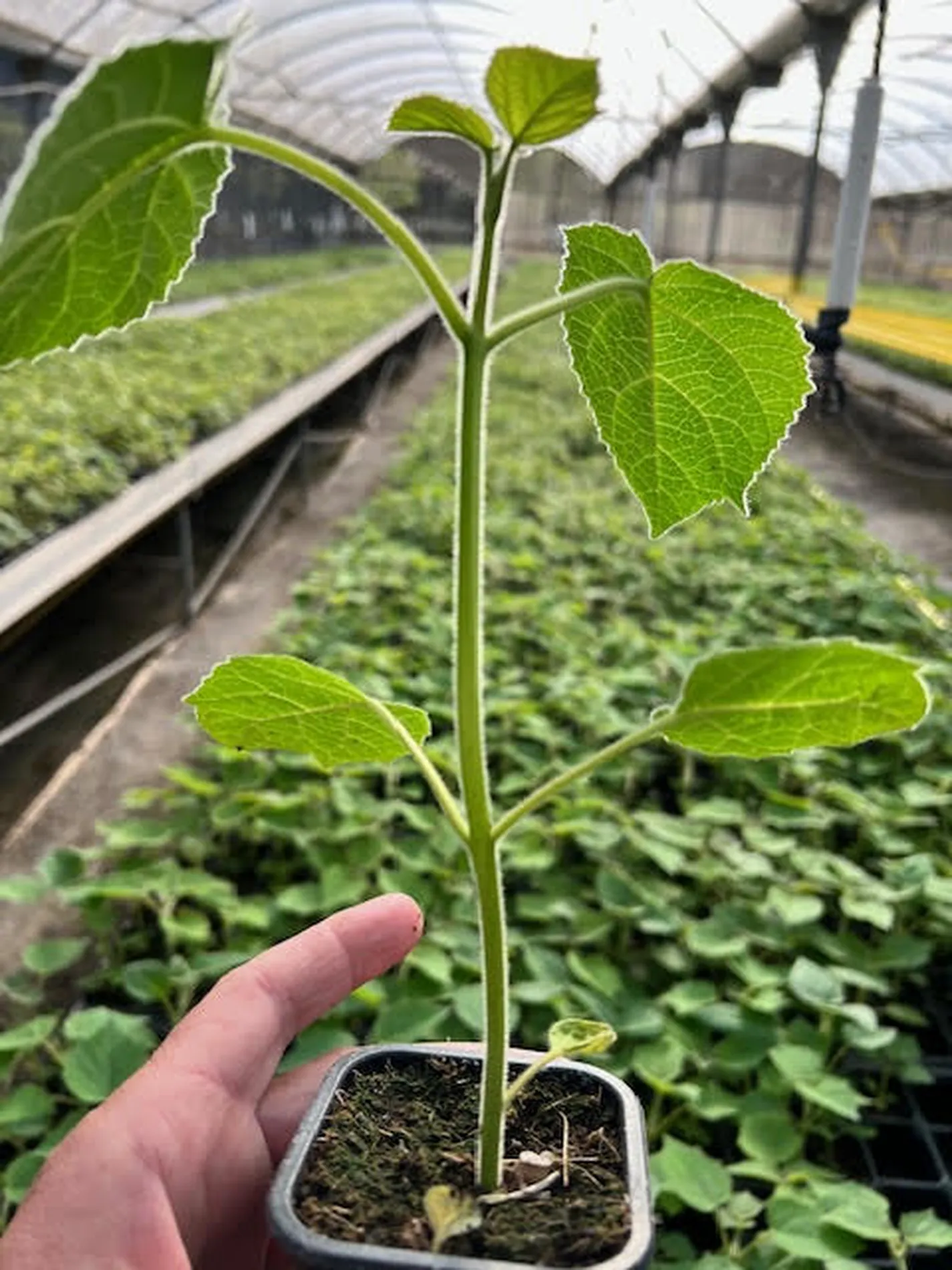 Muda de Paulownia pronta para plantio