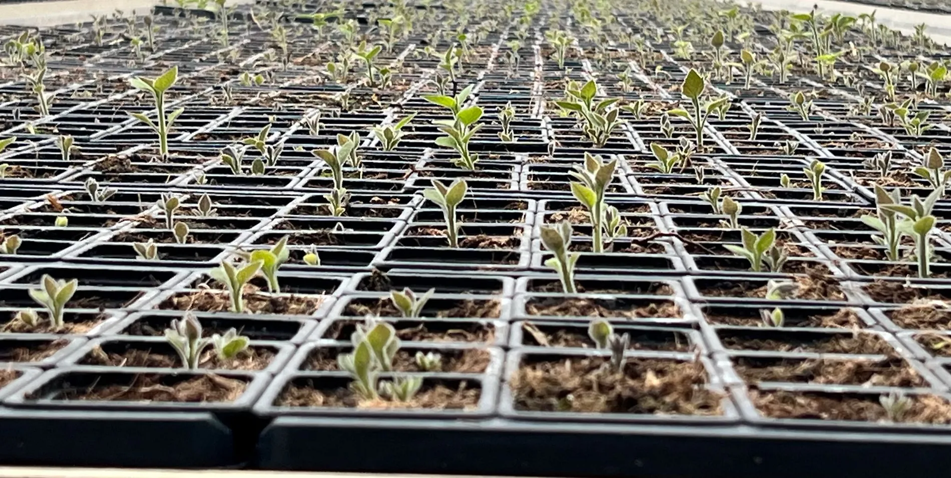Mudas em rebrota na primavera apos hibernacao