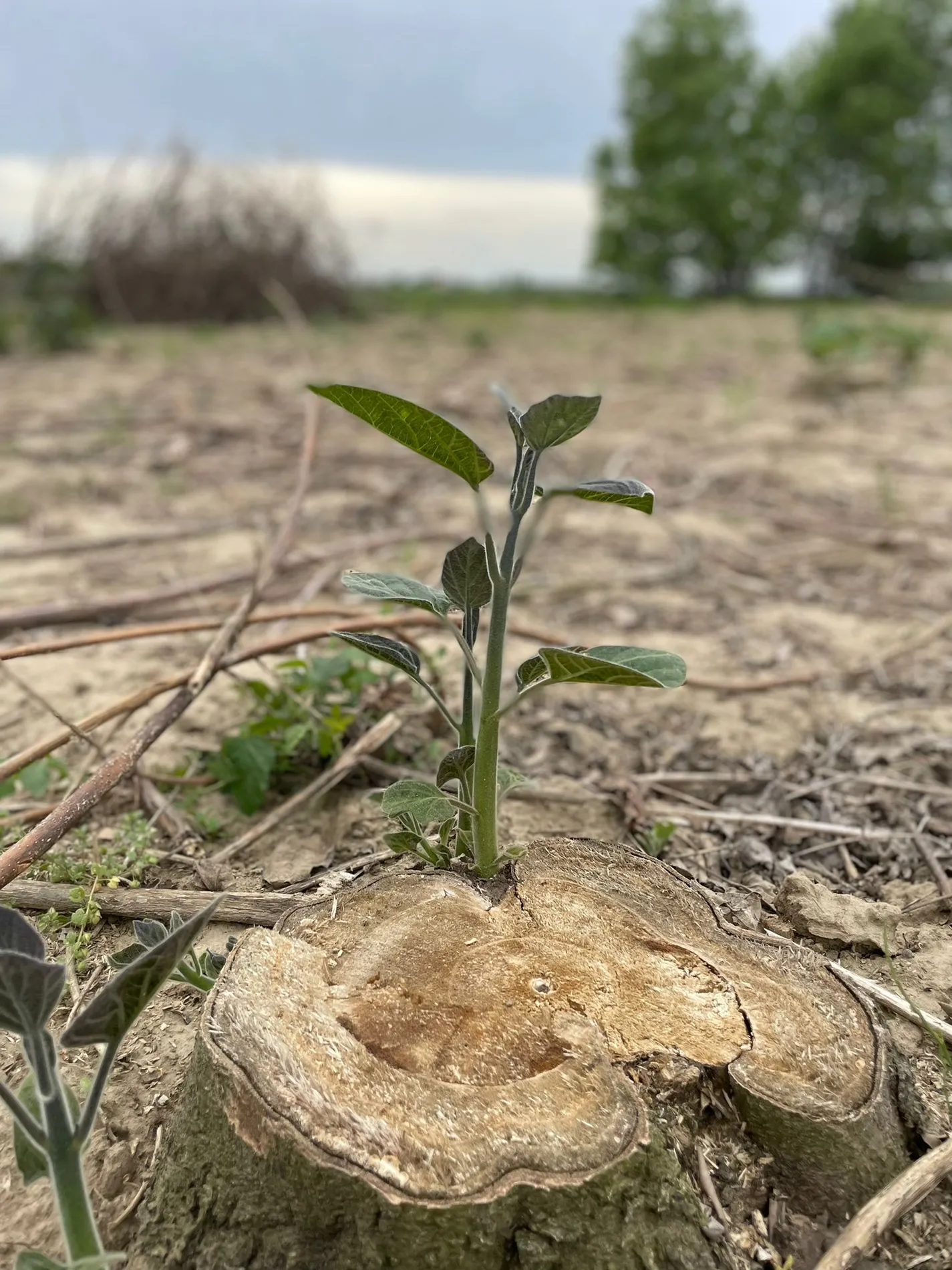 Rebrota de Paulownia a partir do toco cortado