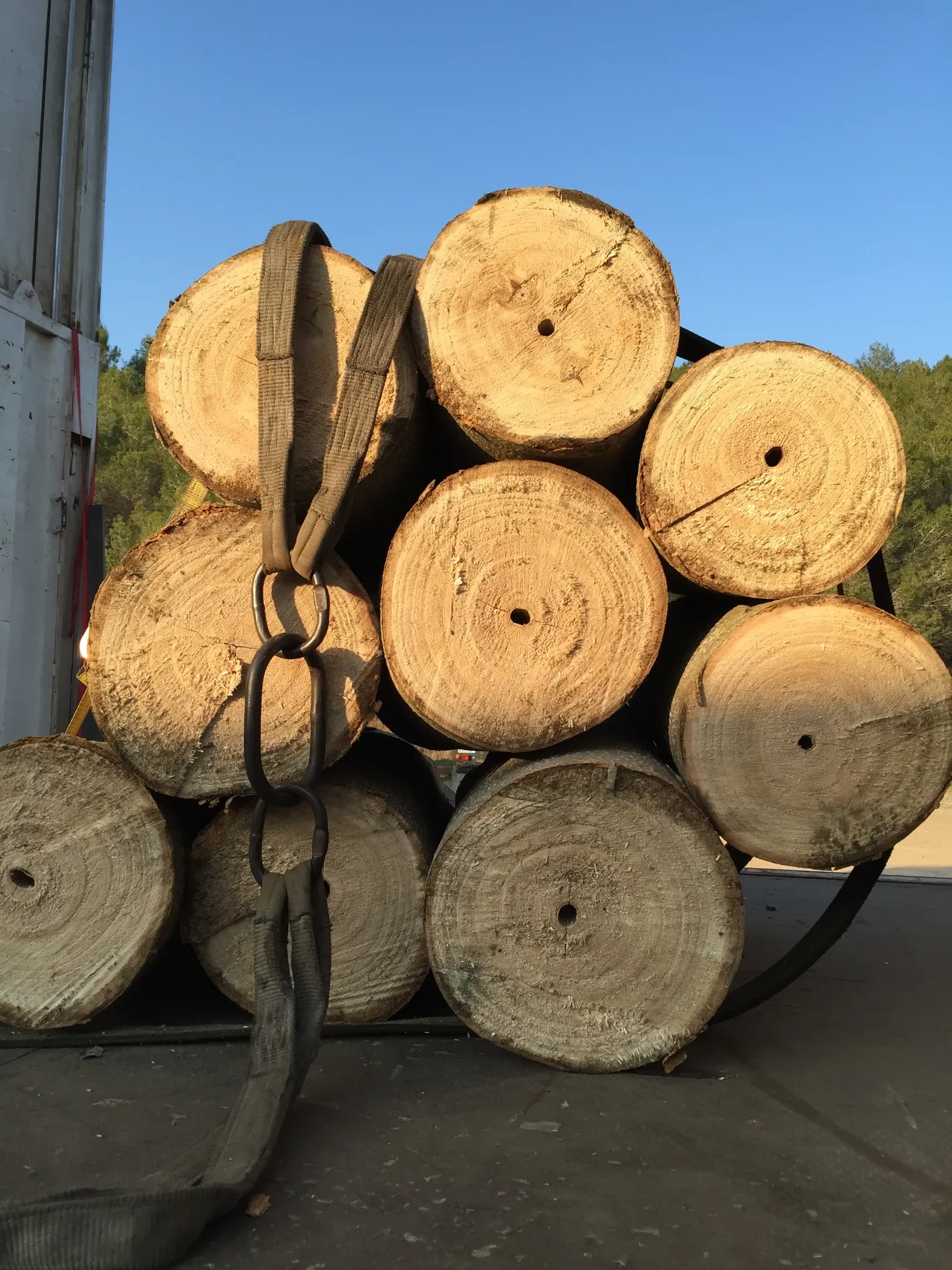 Toras de Paulownia colhidas