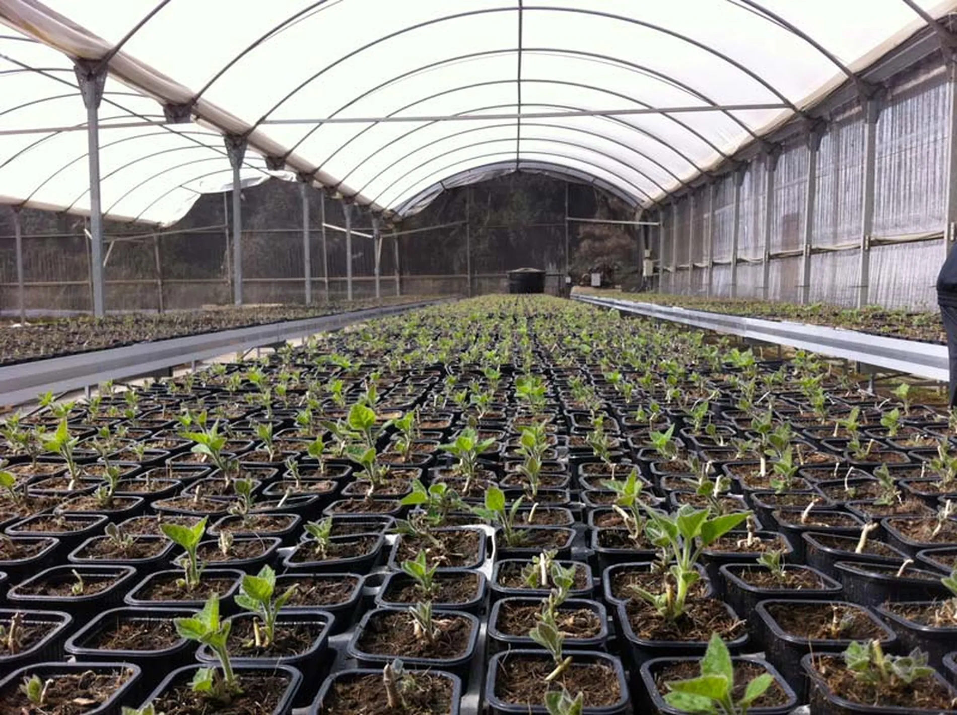 Viveiro com mudas em estufa coberta
