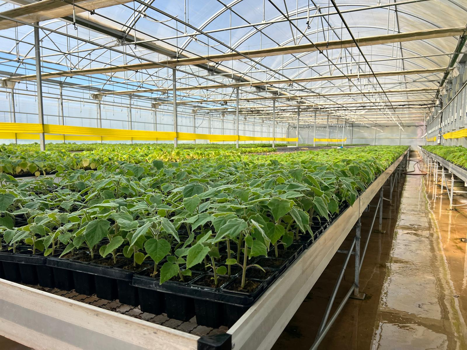 Cultivo de Paulownia