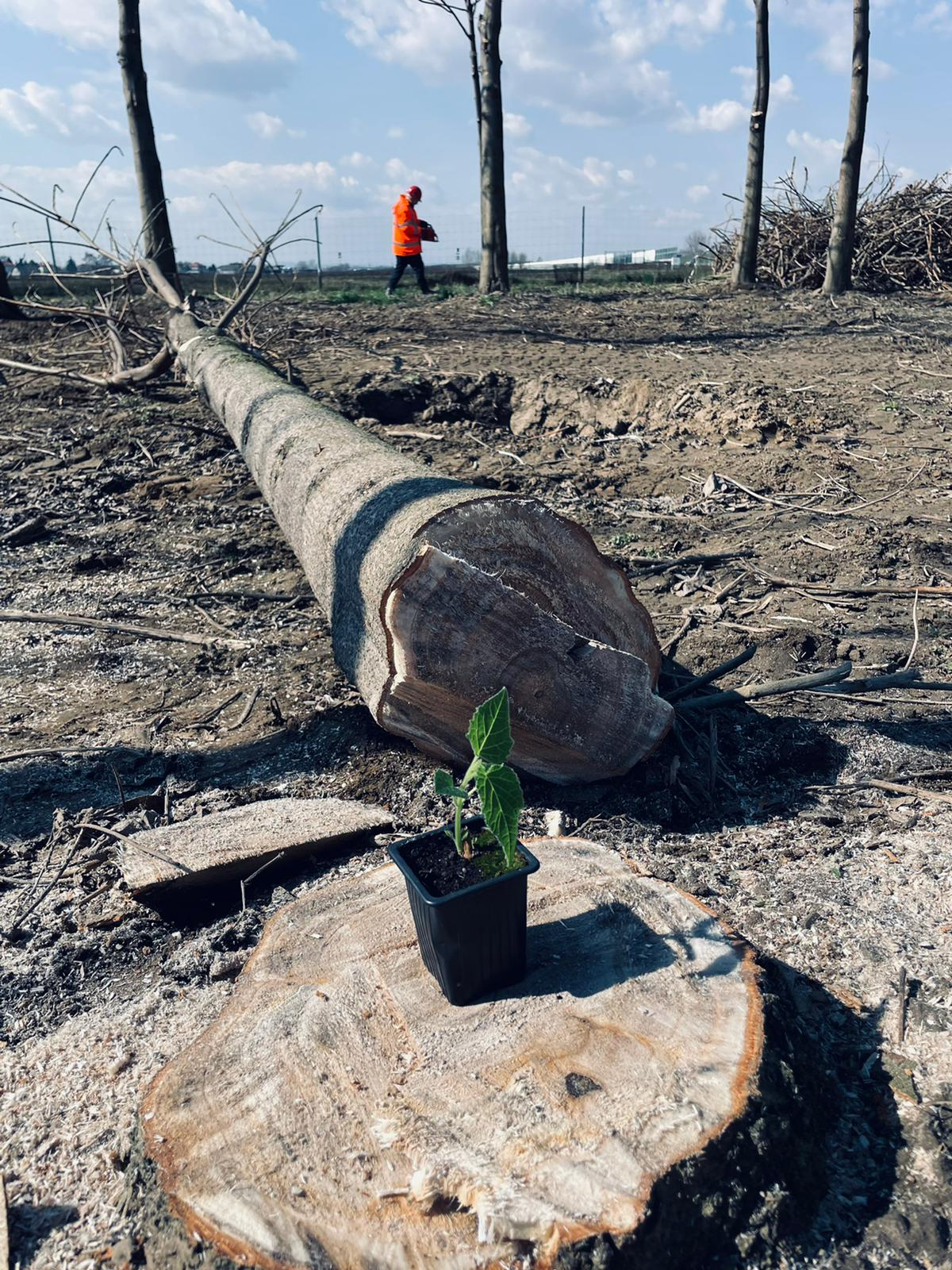 Características da Paulownia