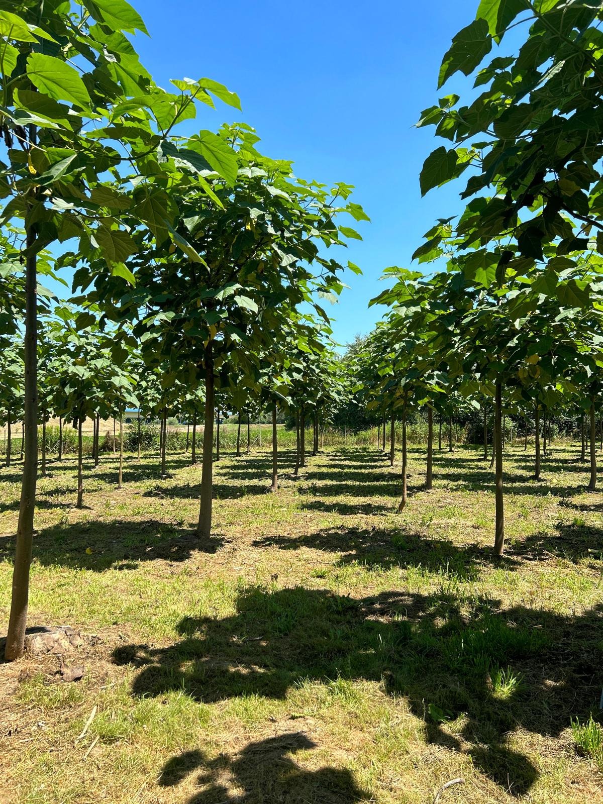 Plantacao de Paulownia em fileiras