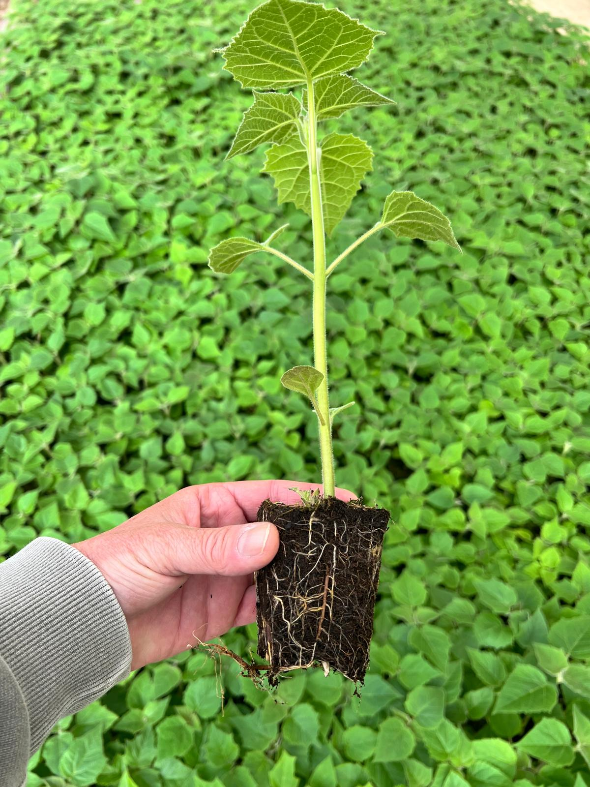 Muda de Paulownia com raizes