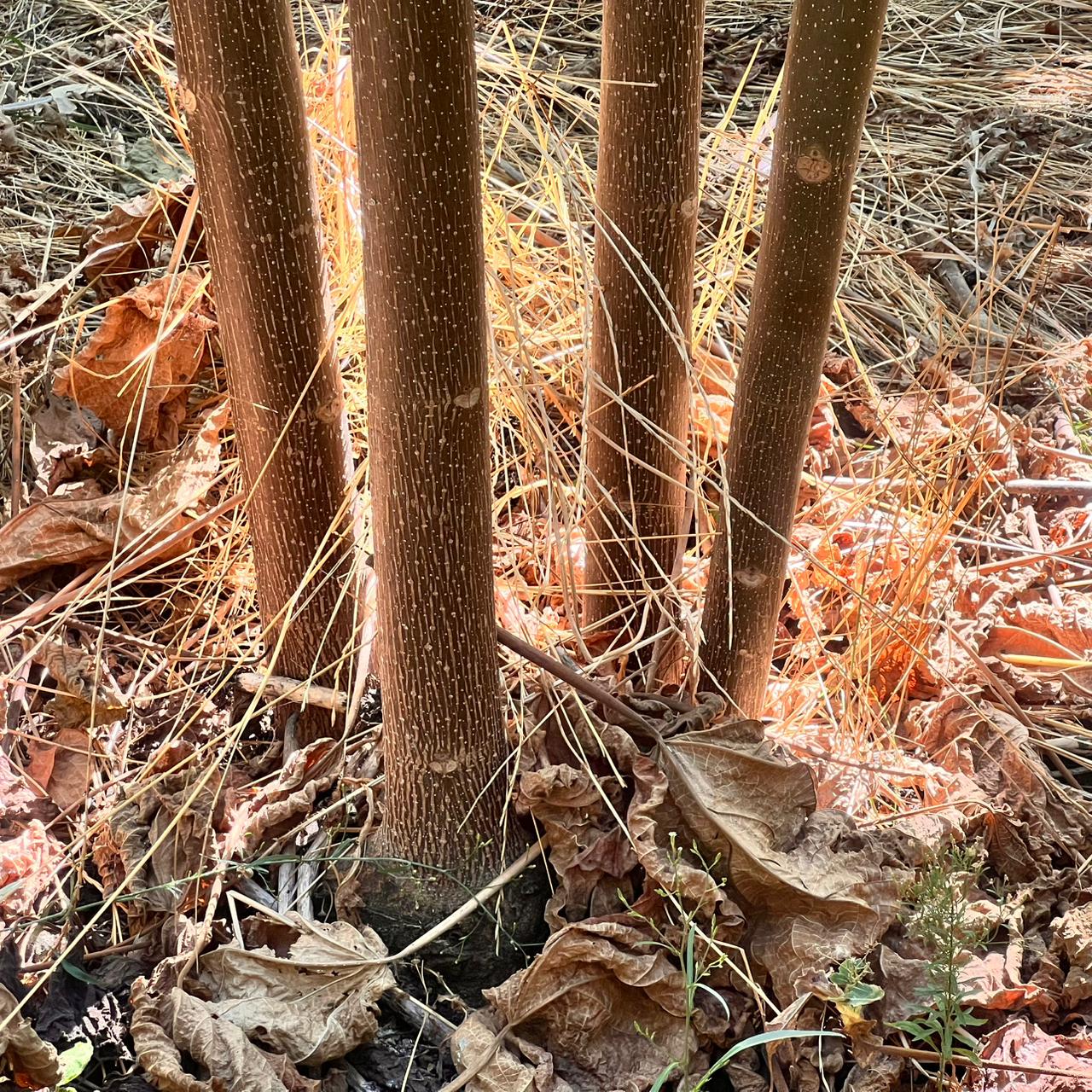 Troncos de Paulownia